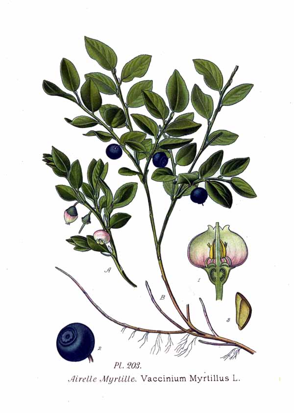 Blåbær (Vaccinium myrtillus)