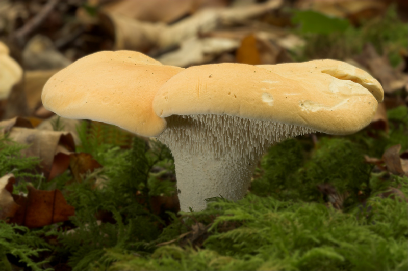 Blek piggsopp (Hydnum repandum)