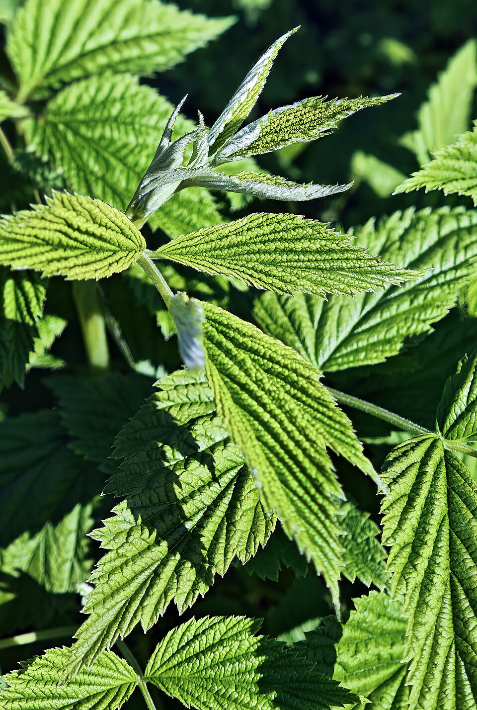 Bringebær (Rubus idaeus)