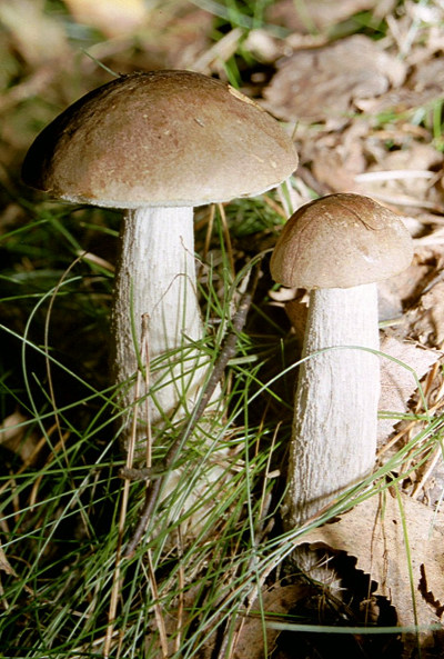 Brunskrubb (Leccinum scabrum)