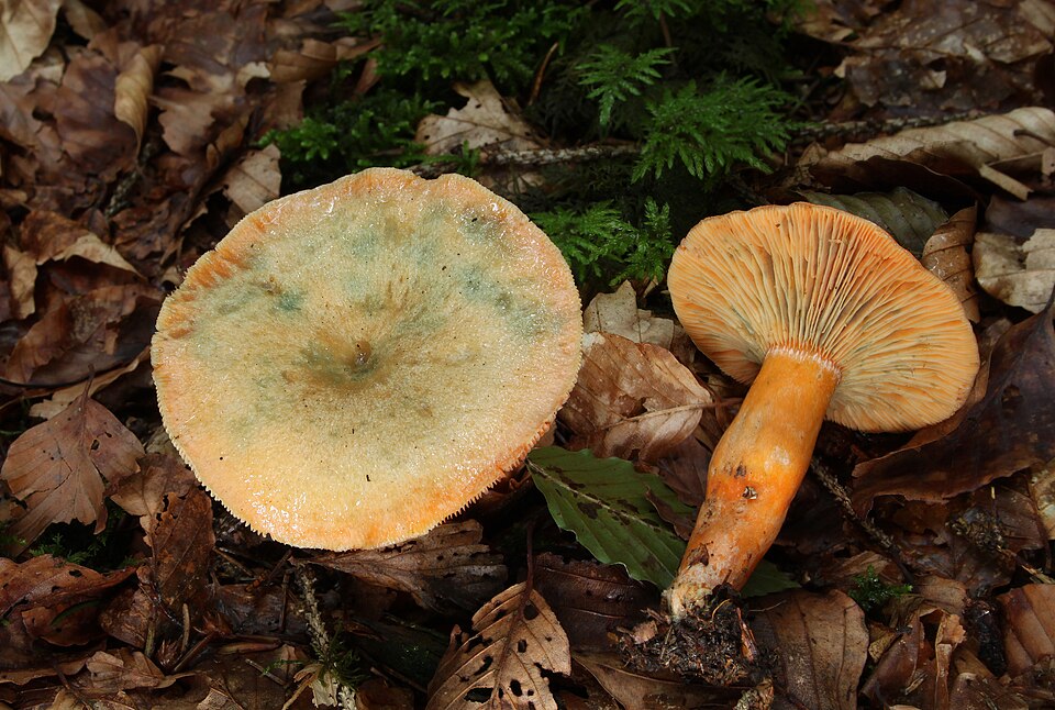 Granmatriske (Lactarius deterrimus)