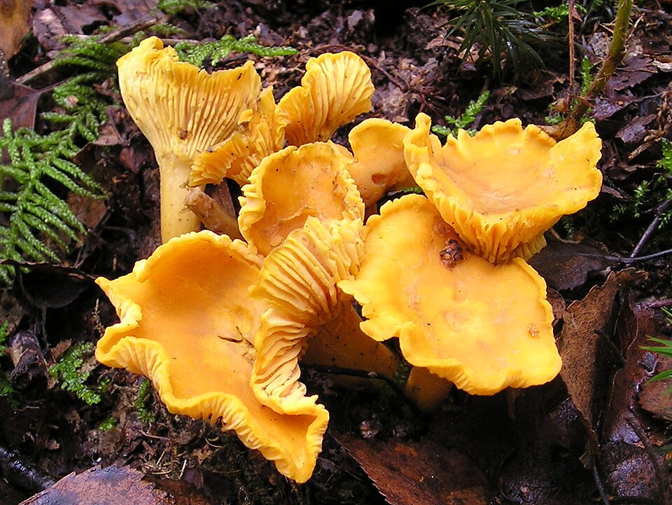 Kantarell (Cantharellus cibarius)