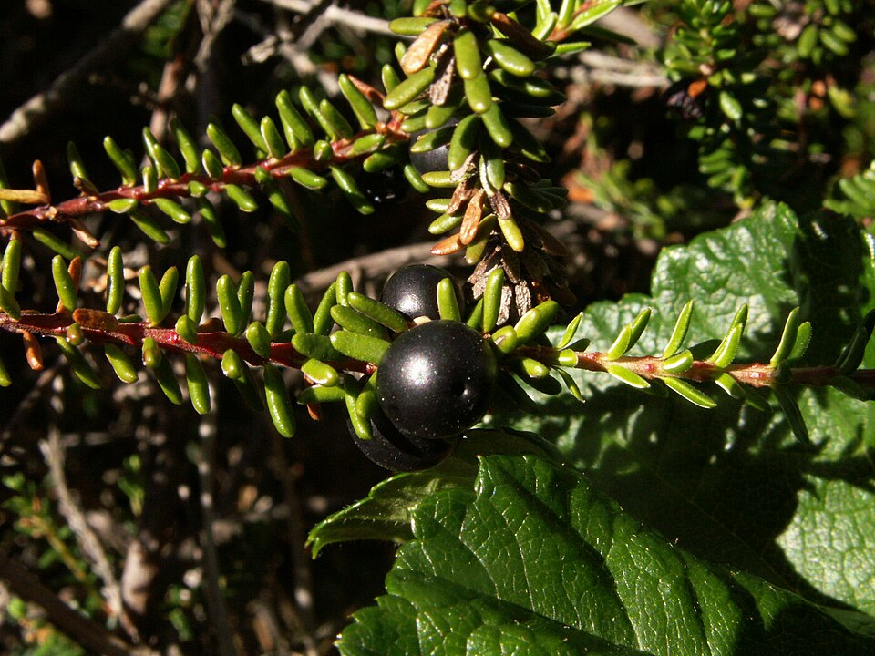Krekling (Empetrum nigrum)
