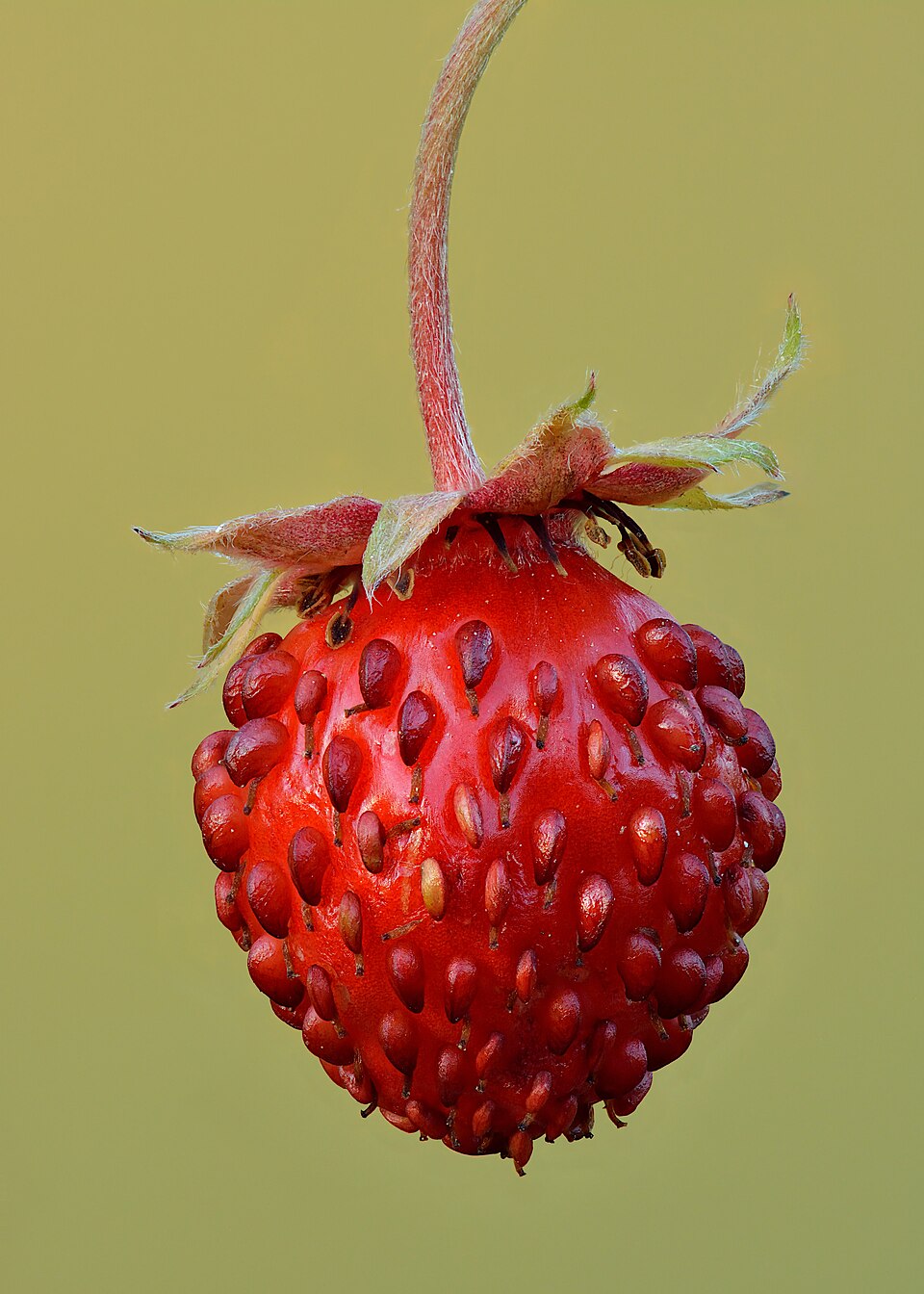 Markjordbær (Fragaria vesca)