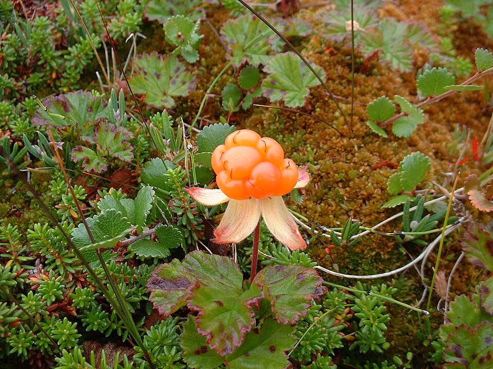 Multe (Rubus chamaemorus)