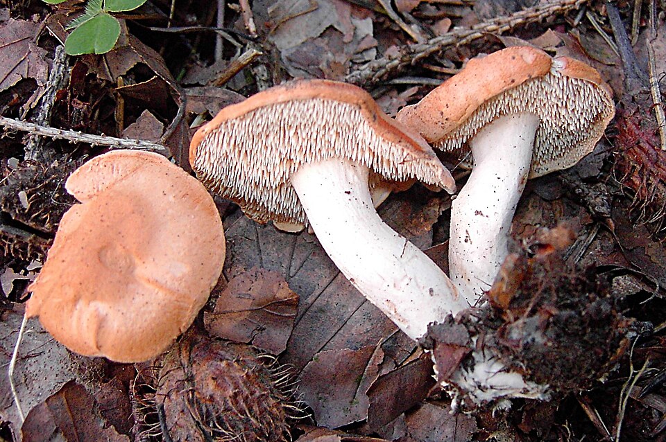 Rødgul piggsopp (Hydnum rufescens)