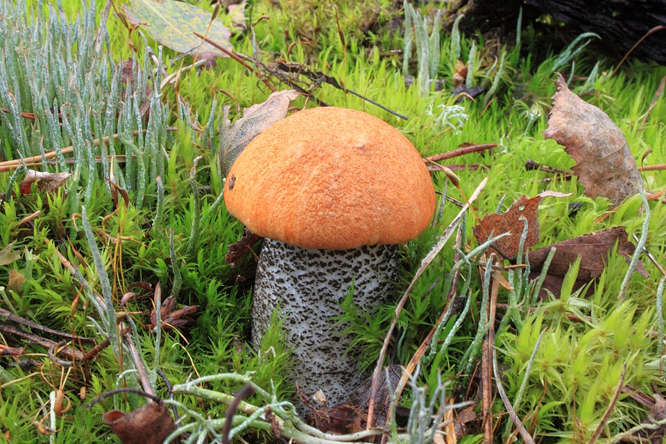 Rødskrubb (Leccinum versipelle)