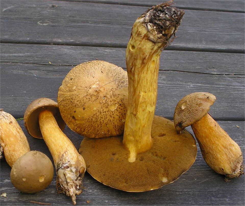 Sandsopp (Suillus variegatus)