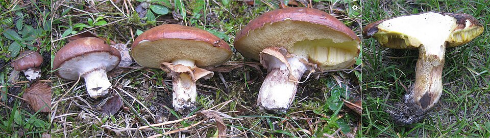 Smørsopp (Suillus luteus)