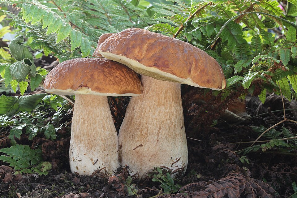 Steinsopp (Boletus edulis)