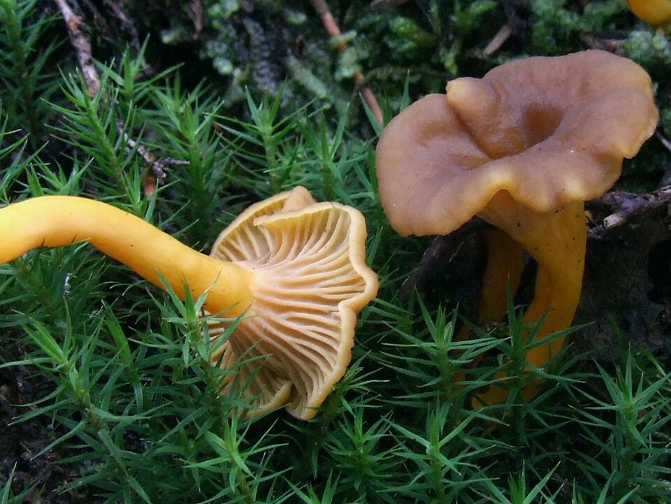 Traktkantarell (Craterellus tubaeformis)