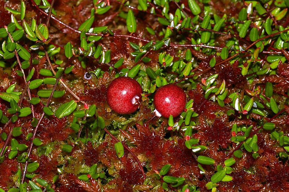 Tranebær (Vaccinium oxycoccos)