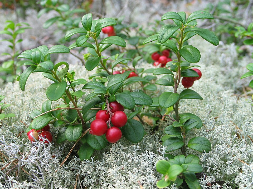 Tyttebær (Vaccinium vitis-idaea)